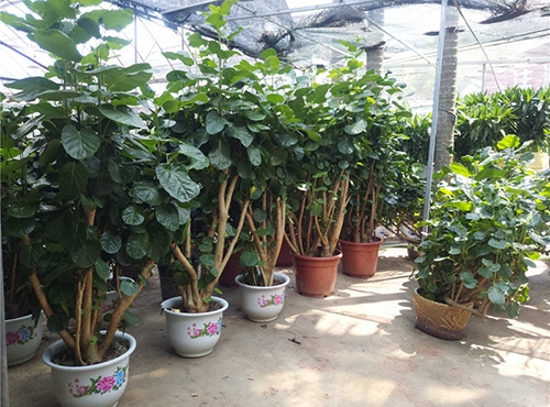 微景觀(guān)是什么？微景觀(guān)植物有哪些？