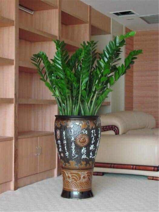 大盆金錢(qián)樹(shù)