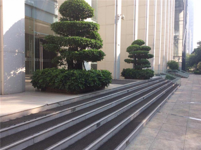 金錢榕造型盆景